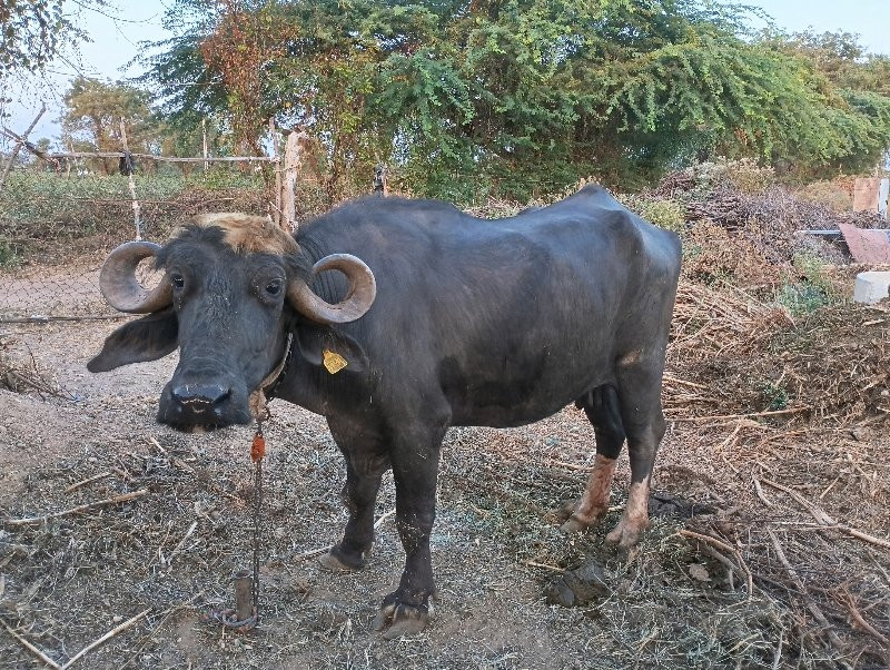 બેસવા ની છે