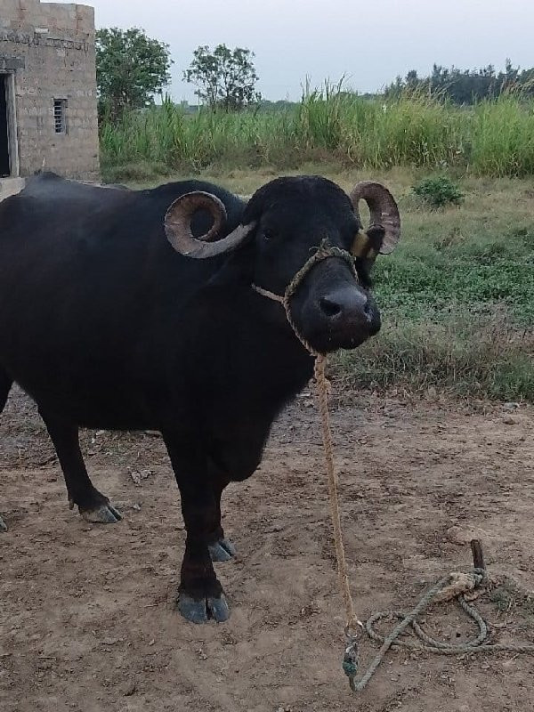 બીજા વેતર માં વ...