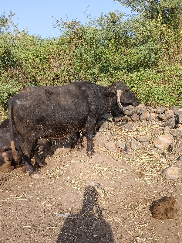 ભેશ વેસવાની સે