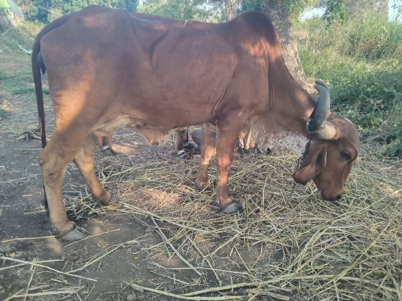 ગાય વેચવાની છે