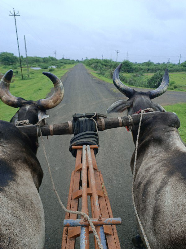 .   જામ્બા બડદ...