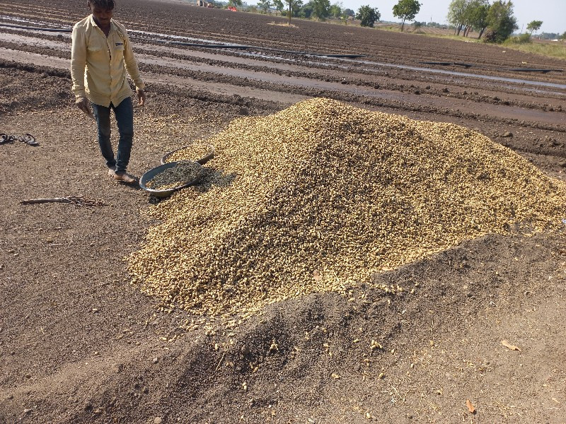 મઞફડી વેચવાની છ...