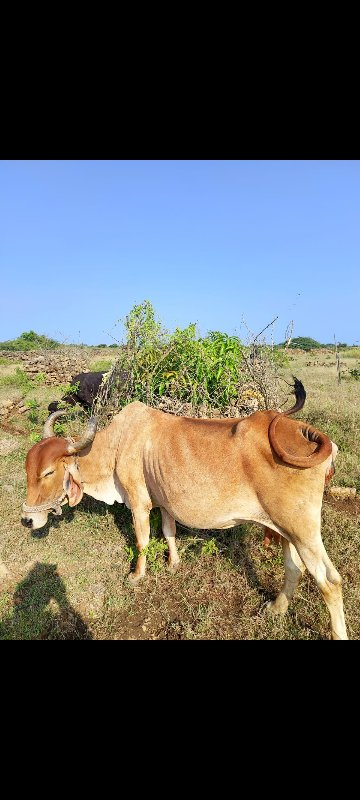 ગાય વેચવાની છે