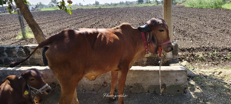 ગીર હોડકી વેચવા...