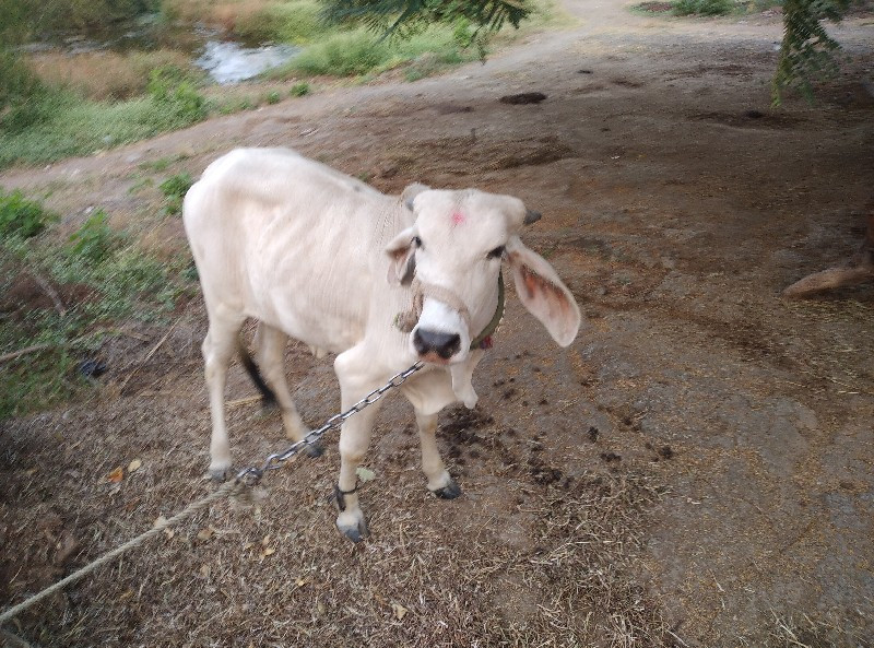 ગાય વેચવા નિ છે