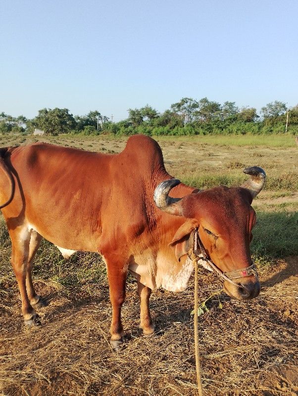 એક ગોઢલો બળદ વે...