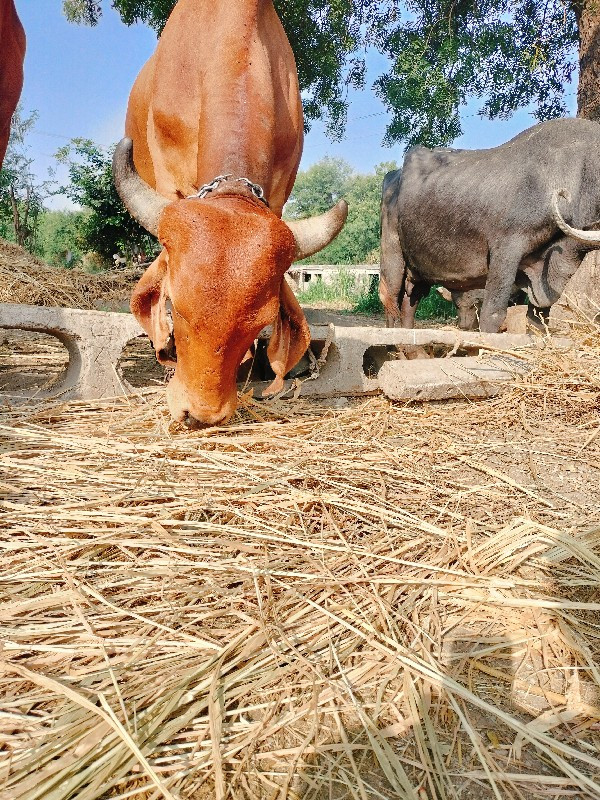 ગાય વેચવાની છે