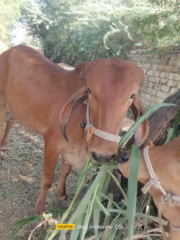 વેચવાની સે