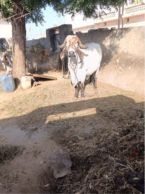 ગીર ગાય વેચવાની...