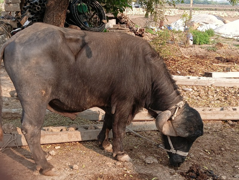 પાડો વેશવાનોછે