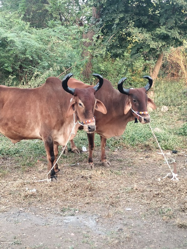 સીમાસી મેંદરડા...