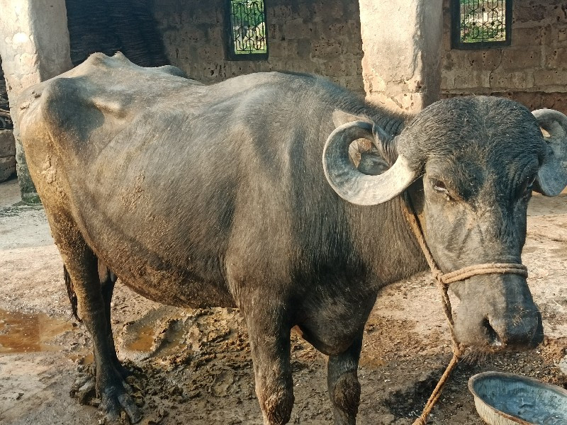 ભેંસ વેચવાની છે