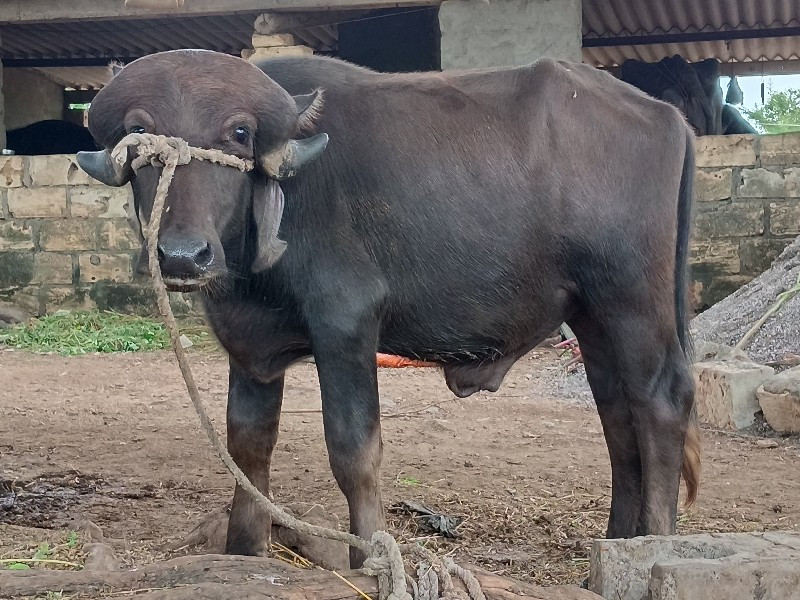 પાડો વેચવાનોછે