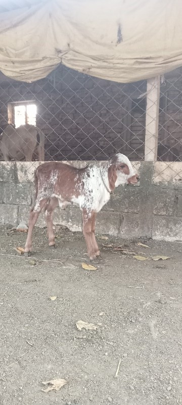 ગાય વેચવાની છે