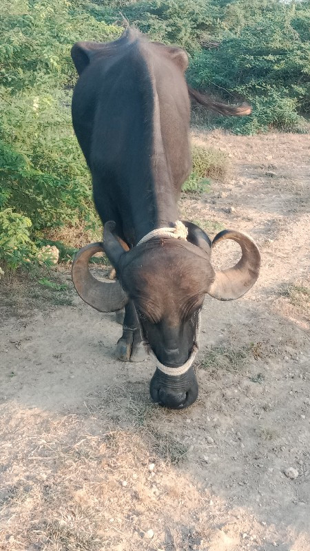 બીજું વેતર ખડેલ...