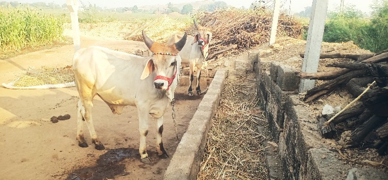 ગોઢલા વેસવાના છ...