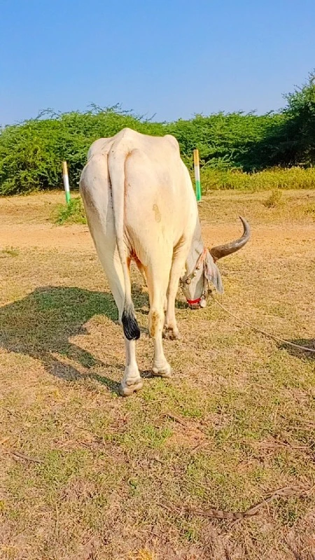 Bijnor ful Pani...