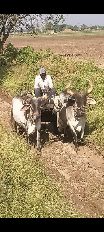 બળદ વેસ્વા ના સ...