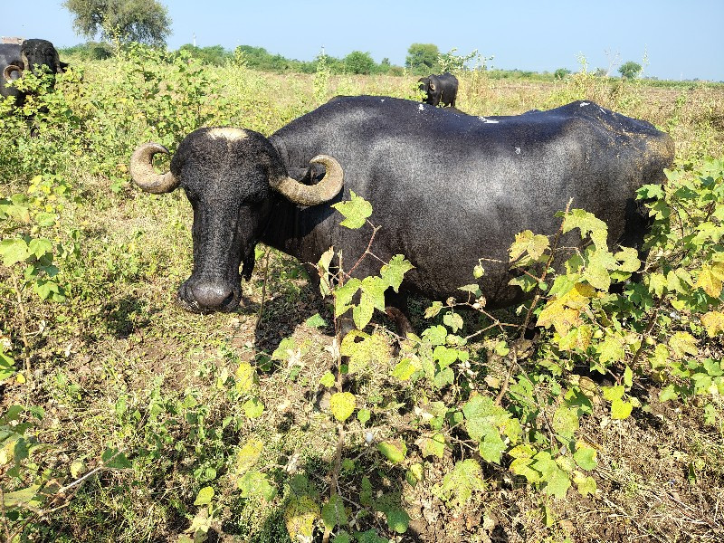 8 દિવસની વાર