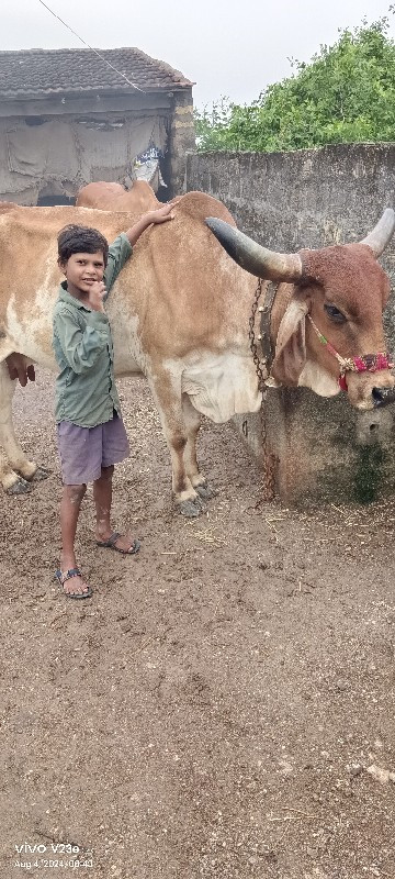 દેશી ગાય વેચવાન...