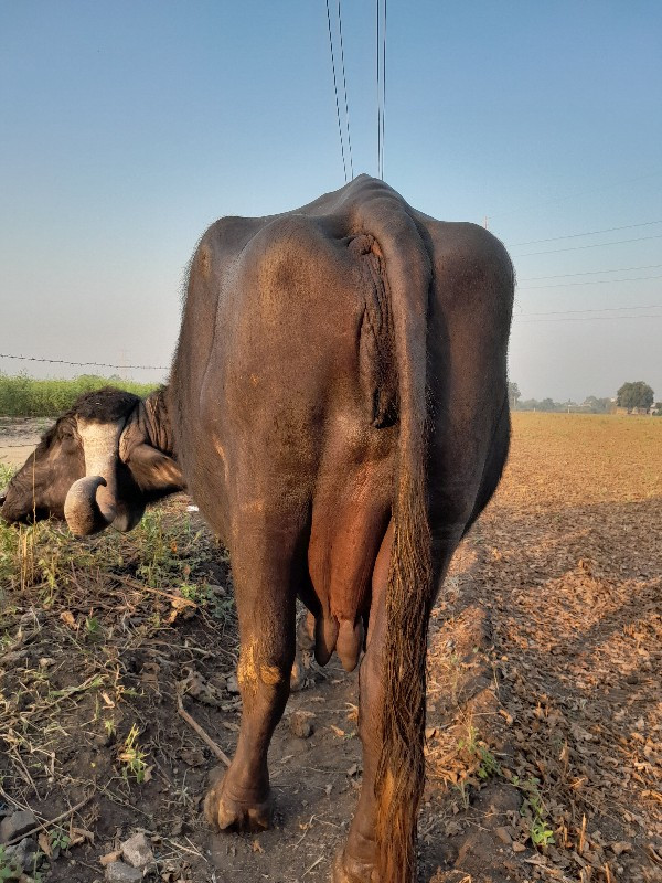 આ ભેસ વેચવાની છ...