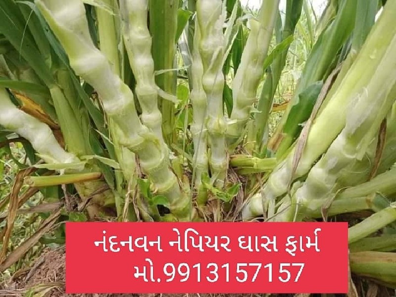 આખા ગુજરાત માં...