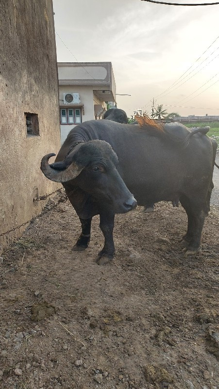 ભેંશ  વેચવાની છ...