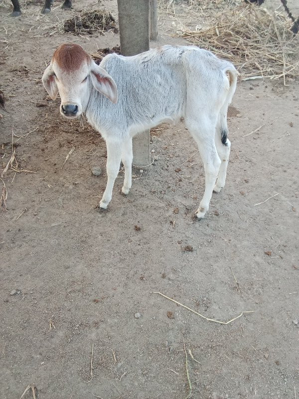 ત્રીજું વેતર છે...