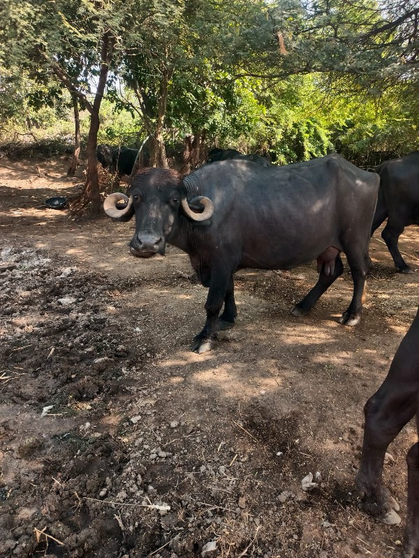 ભેંસ વેચવાની છે...