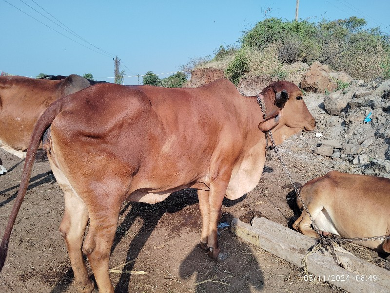 વેચવાની છે