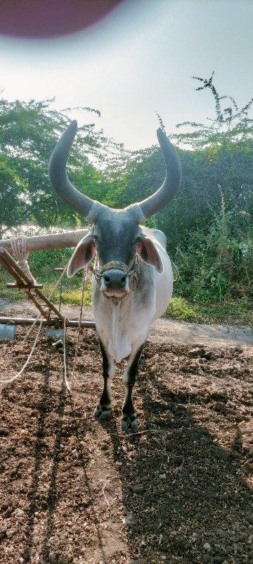 બળદ લેવાનો છે