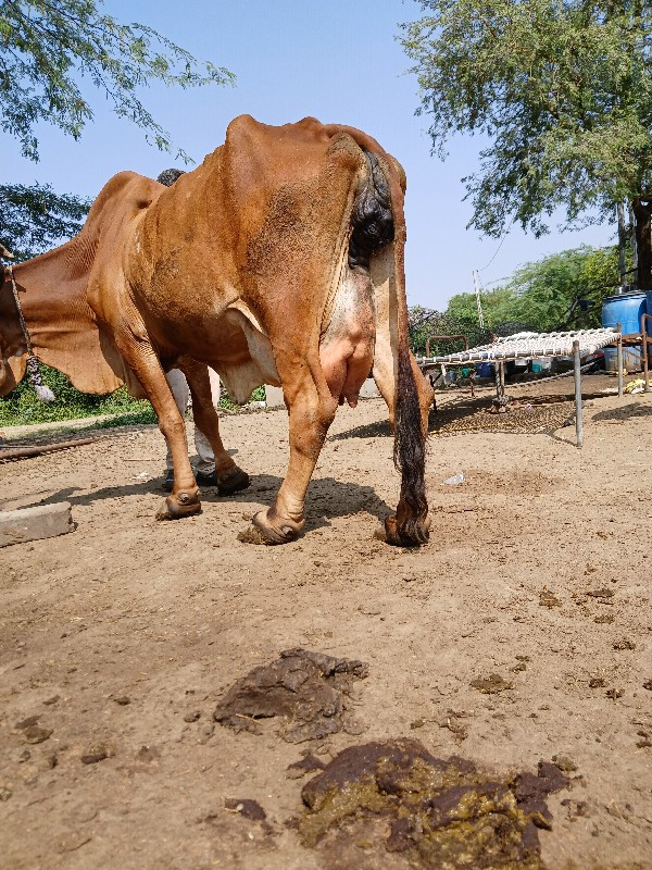 ગાય વેચવાની છે