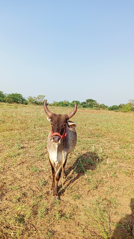 ત્રણ બળદ વેચવાન...