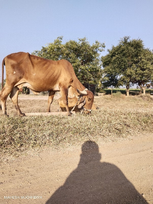 ગાય વસ્વનીસે