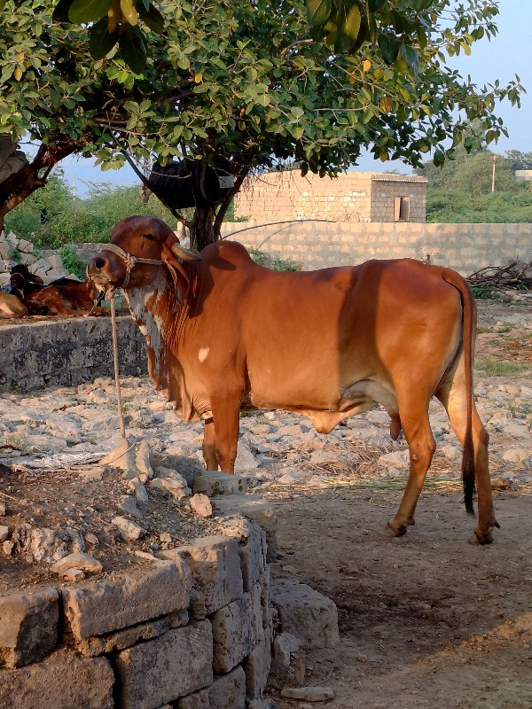 ગાય