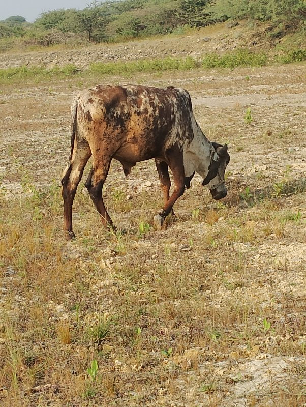 ગોઢલો વેચવનો છે