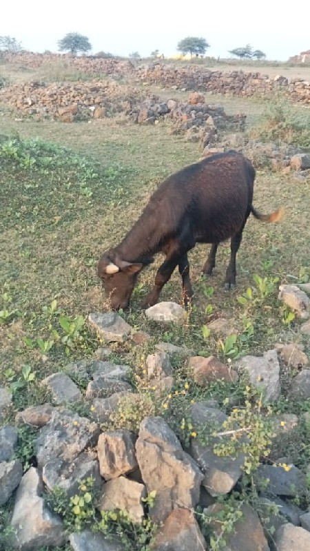 પાડો વેચવાનો છે