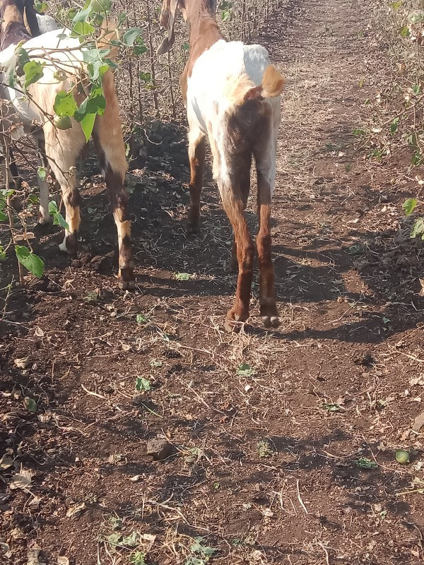 હા રાજસ્થાની બક...