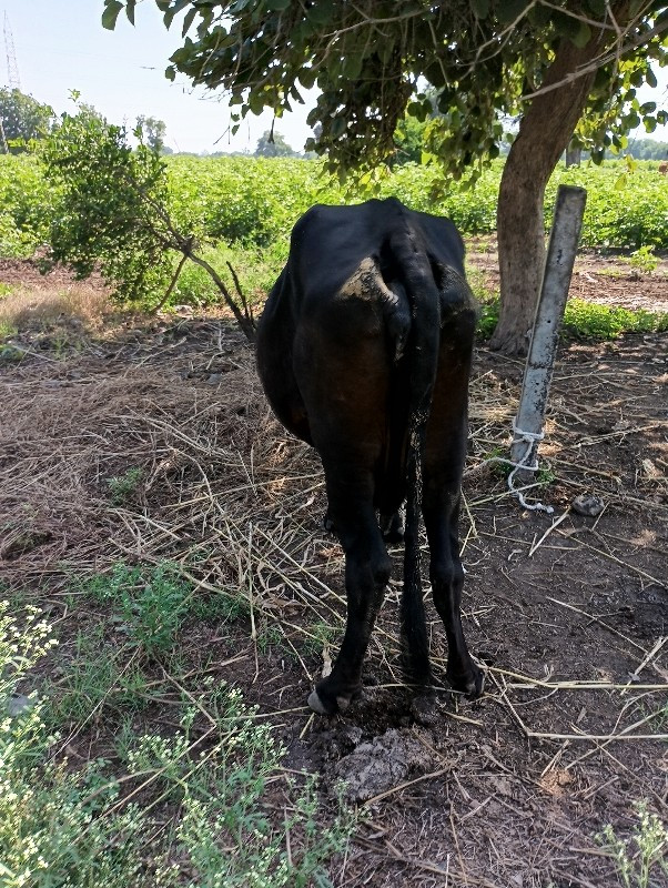 આગલા વેતર મા આટ...