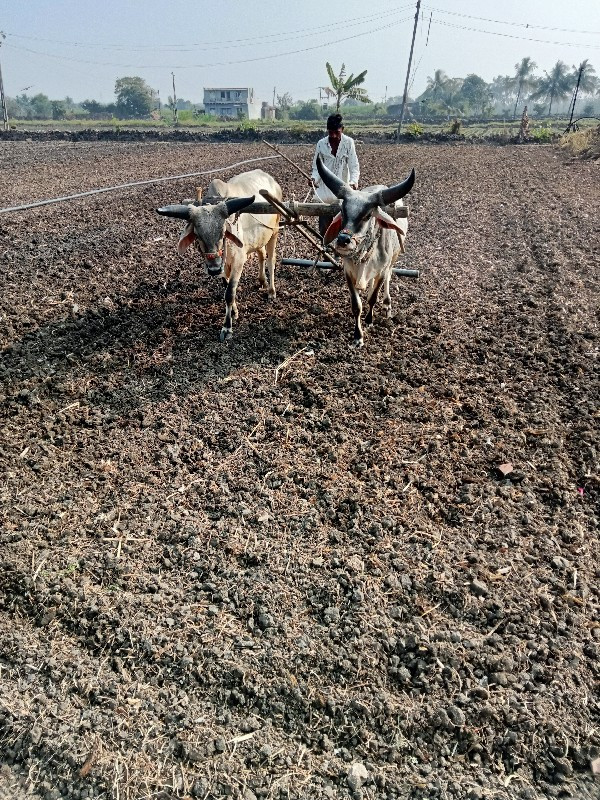 ગૌઢલા