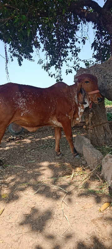 હોળકી વેચવાની છ...