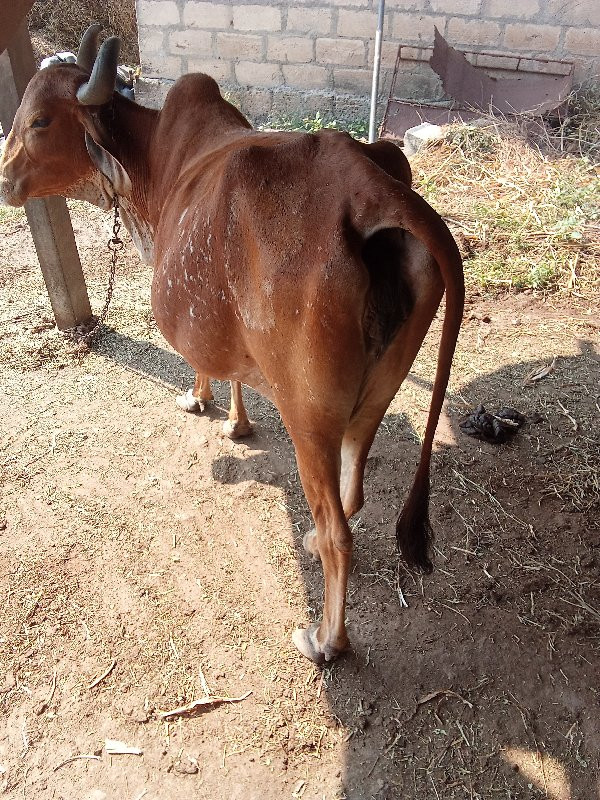 ગાય વેચવાની છે