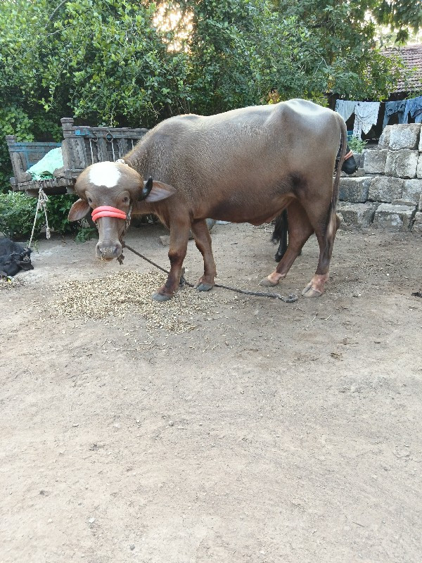 તાલુકો વંથલી જિ...