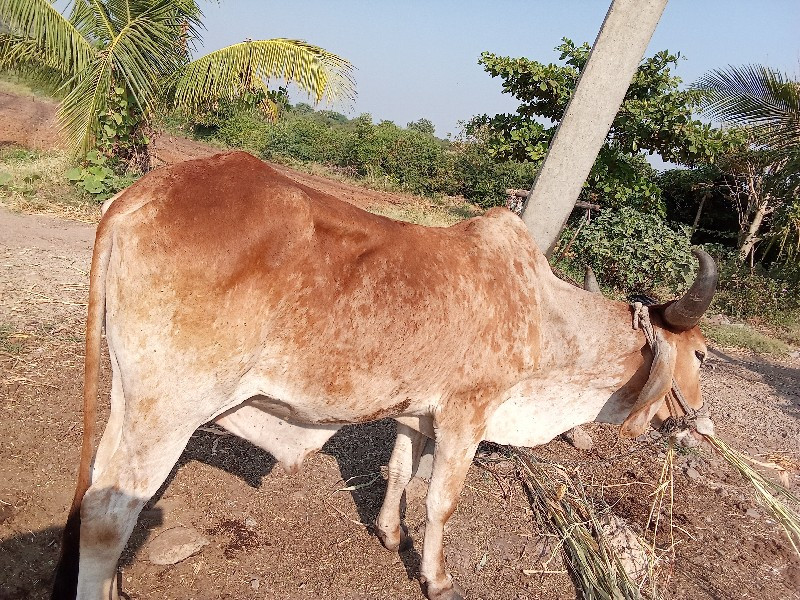 વાસડો વેચવાનો છ...