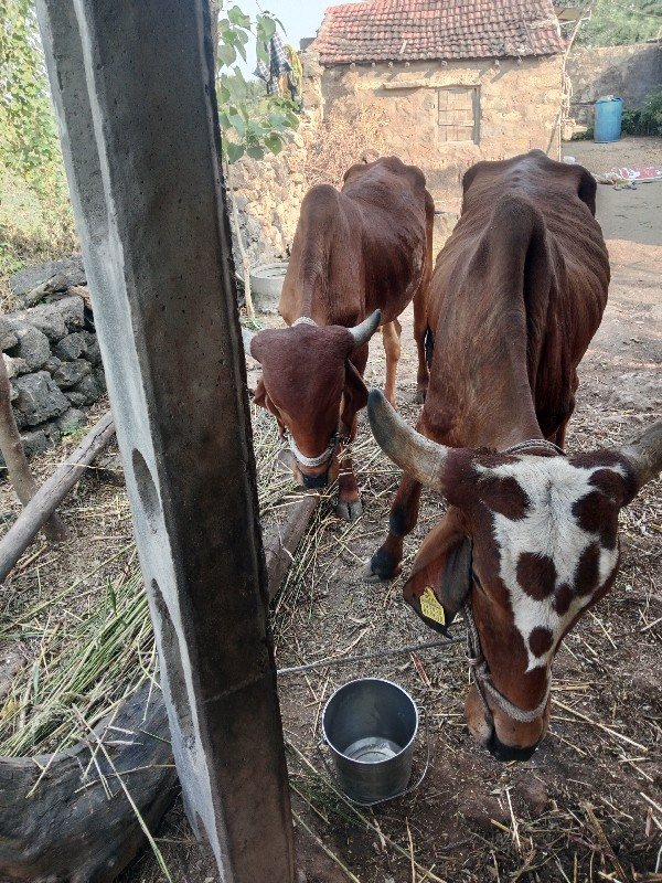 ગોઢલા વેચવાના છ...