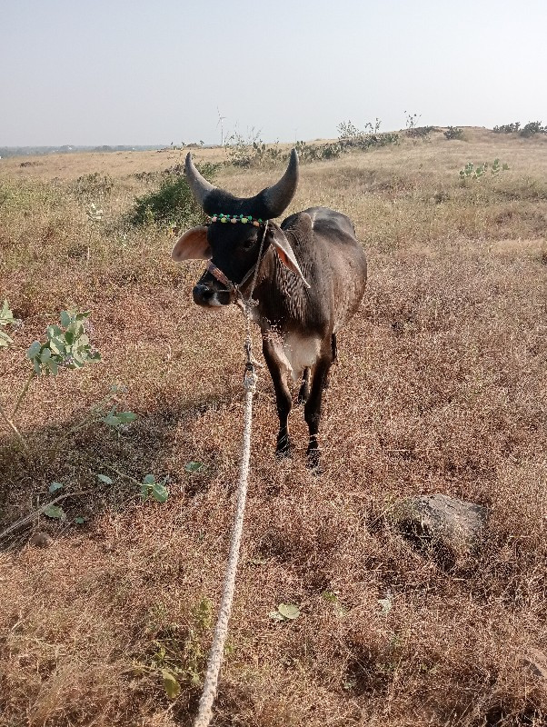 બળધ ગોઢલા વેસવા...