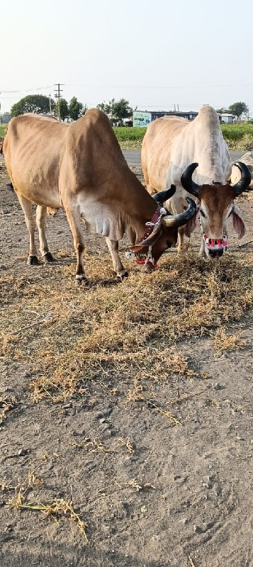 બળદ વેચવાના છે