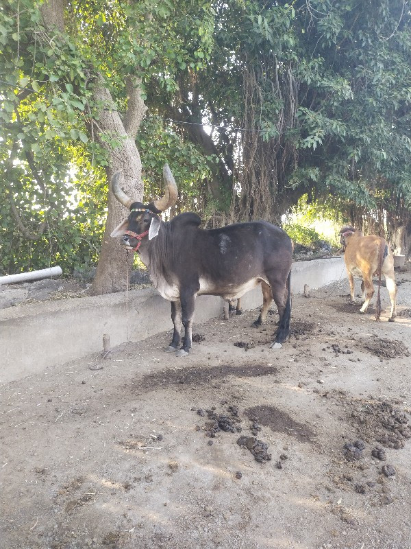 ગોઢલો વેચવાનો છ...