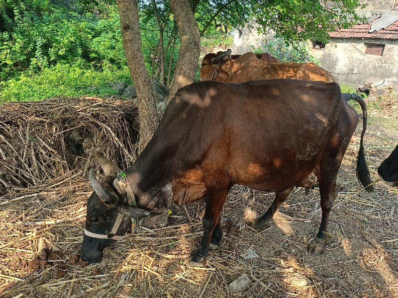 આ જર્સી ગાય વેચ...