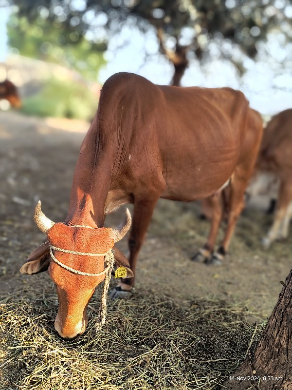 બીજું વેતર